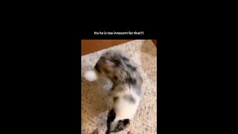 Guilty dogs are the cutest