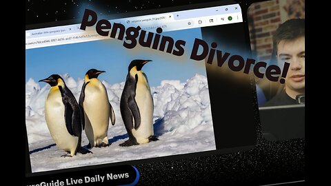 Penguin Divorce Rates Explode!!!