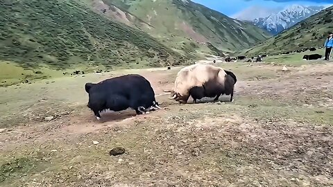 Long-Haired Wild Yaks Clash in a Brutal Battle for Dominance!