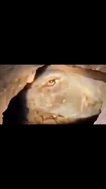 Mysterious Underground Creature with Enormous Eyes Caught on Camera