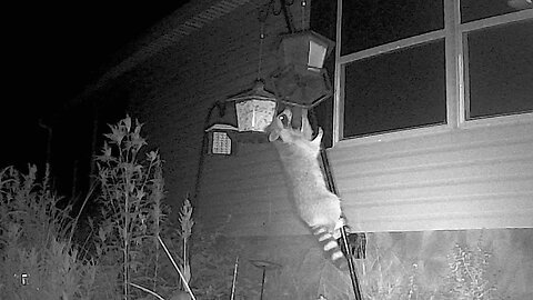 Clumsy Raccoon Lands On Another Raccoon's Head