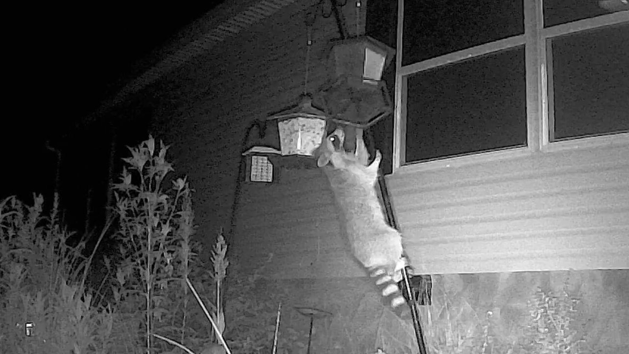 Clumsy Raccoon Lands On Another Raccoon's Head