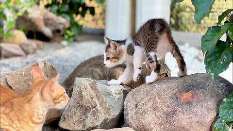 Morning Fresh with Mini Kitten MiMi-She likes to enjoy nature and tries to make friends