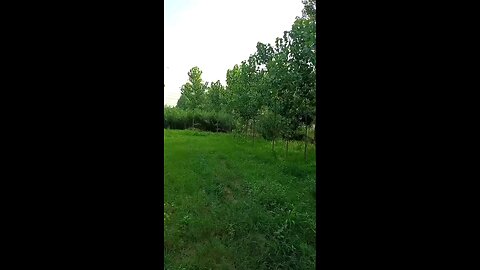 satisfying Video