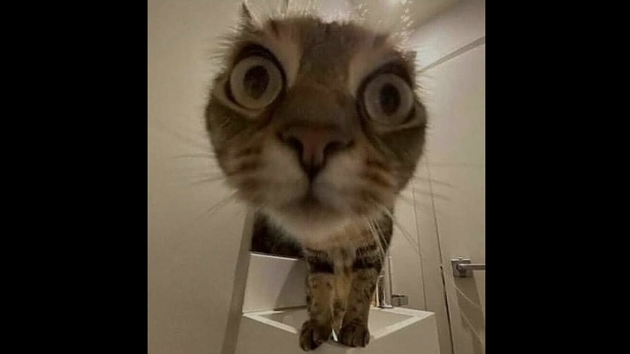 This cat just went crazy! 😹