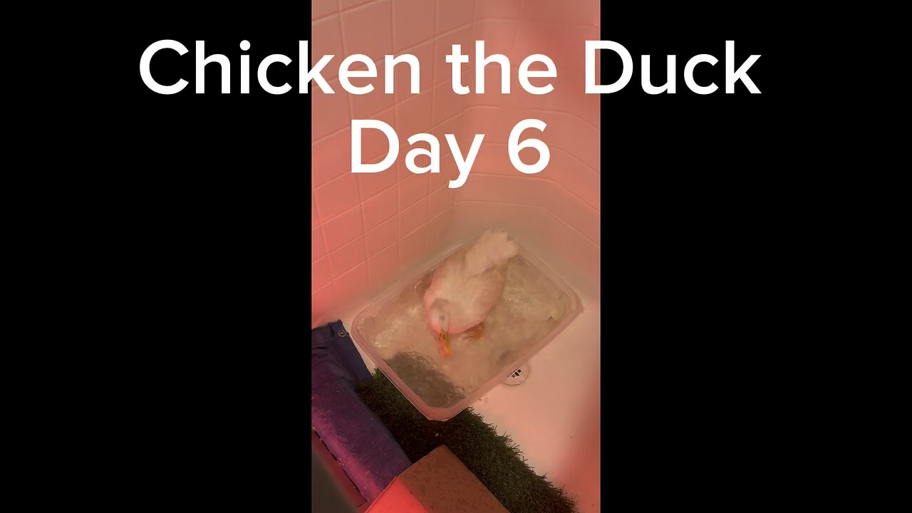 Duck Update! She is well into recovery now. In a few days she’s going back outside. #animalrehab
