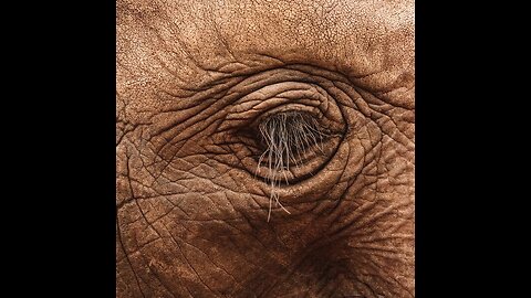 Music & Animals - Unconditional Love ♾️