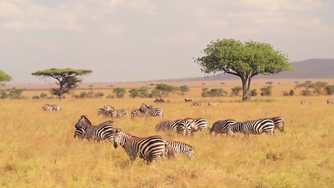 Wild Beauty: Relaxing Animal Clips in Nature – Perfect Background Video 🐘🦜🦁