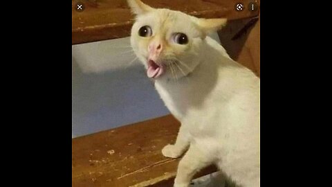oooooow this cats🤨🤨🤨