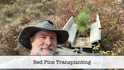 Transplanting Red Pines