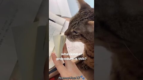 Funny animals 2024😂- Funniest Cats and Dogs Video😹🐶 #48