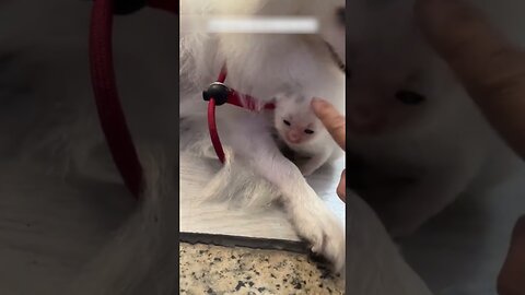 The kitten came to the girl asking for help and she became his family