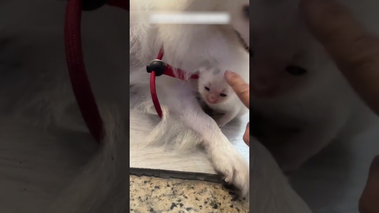 The kitten came to the girl asking for help and she became his family