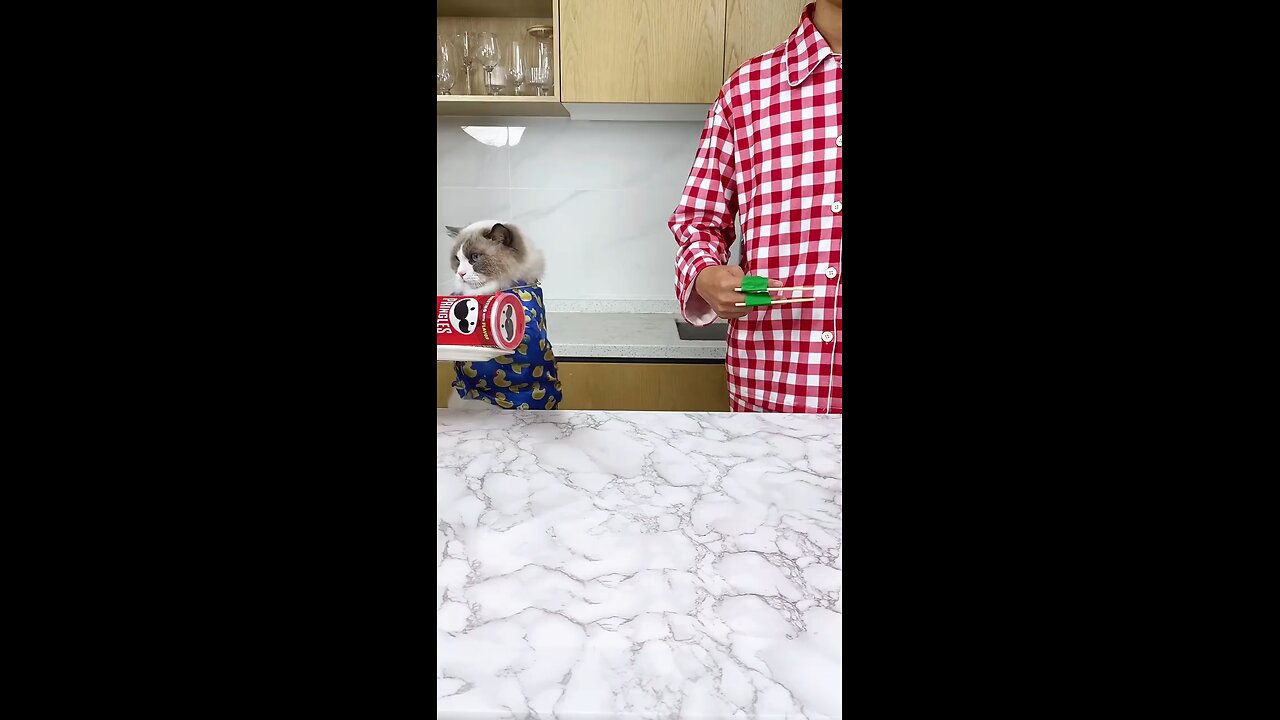 Respect Cats🐱