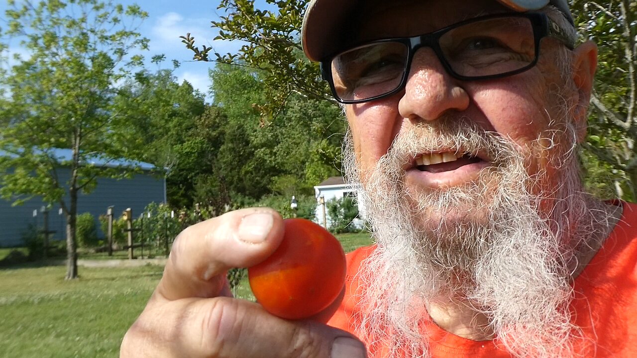 Tomatoes Always room for a few more
