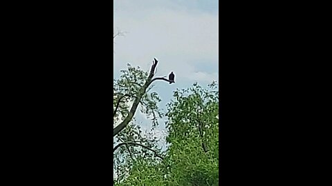 vulture sitting 1of3
