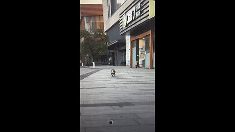 Funny dogs