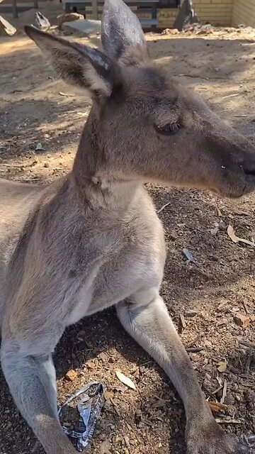 Kangaroo diaries in Australia only