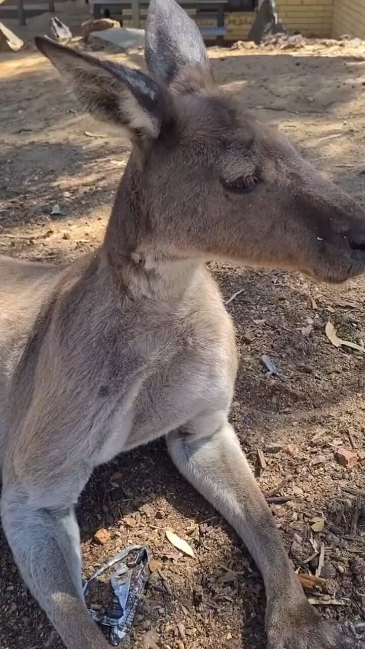 Kangaroo diaries in Australia only