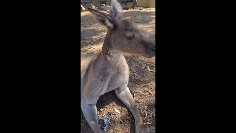 Kangaroo diaries in Australia only