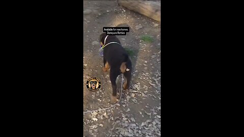 Doney uno Rotties