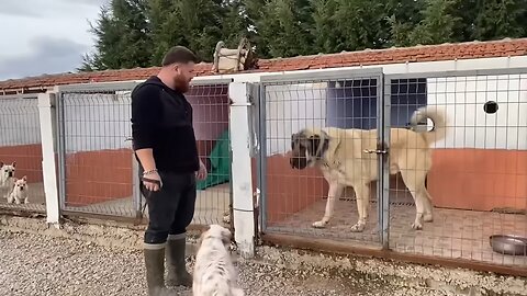 Kangal Takes Down Rottweiler Diablo!#Dogs #Animals #Pets #Dogs #Adventure #Pets #Fun #Animals