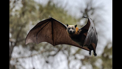 Bats
