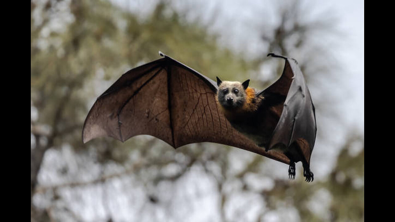 Bats
