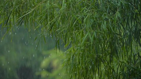 Always-On Rain Sounds for Sleep 😴 | 24/7 Anxiety Meltaway, Relaxation & White Noise