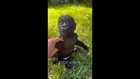 animal power of growth