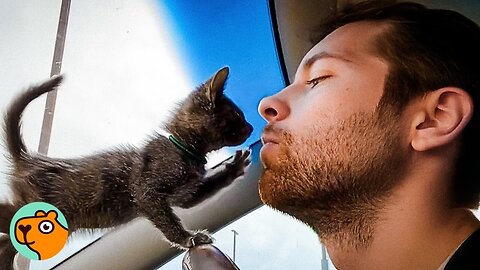 Guy Finds Tiny Kitten In a Desert. Now She's His Daughter | Cuddle Buddies