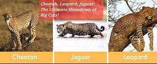 Cheetah, Leopard, Jaguar: The Ultimate Showdown of Big Cats!
