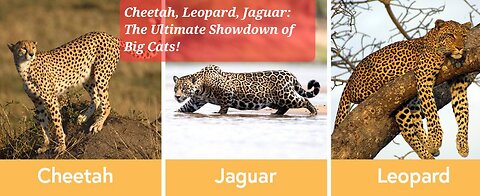 Cheetah, Leopard, Jaguar: The Ultimate Showdown of Big Cats!