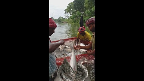 Fishing video // Fish trap by fisherman use net