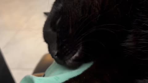 Cute Precious Piper is Sweetly Sleeping on My Lap - My Adopted Shelter Cat Vlog. #shorts