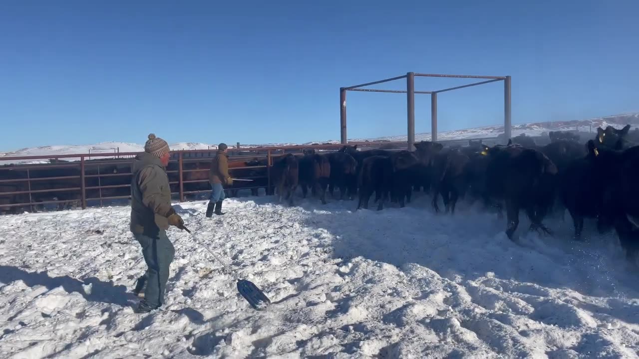Moving the cows out. cartercountrymeats.com