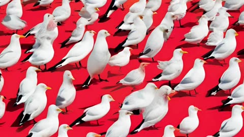 I can't sleep because the birds are so loud!