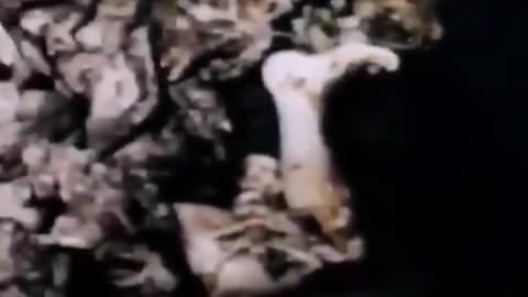 Jewish Pathologist Malvin Weisberg Kept Storage Container Full Of Aborted Infants Behind LA Home