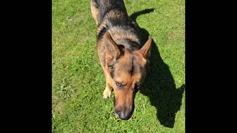 Virgil german shepherd.