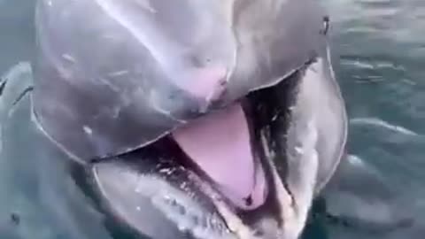 Dolphin brings trash to ship