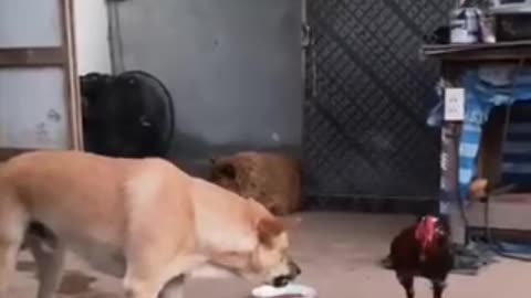 Funny videos 😂 of dog and cock