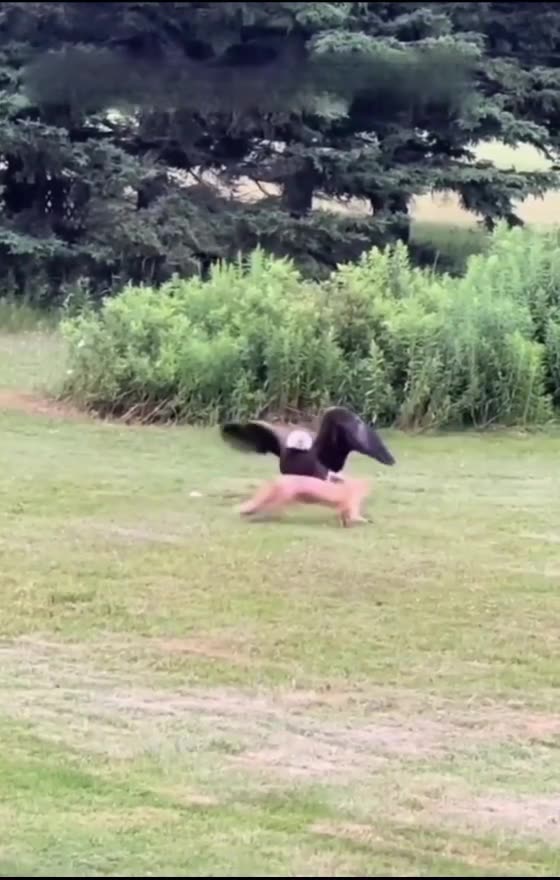 "Funniest Bird Moment Ever!"