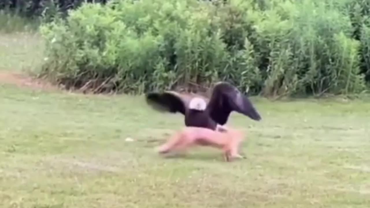 "Funniest Bird Moment Ever!"