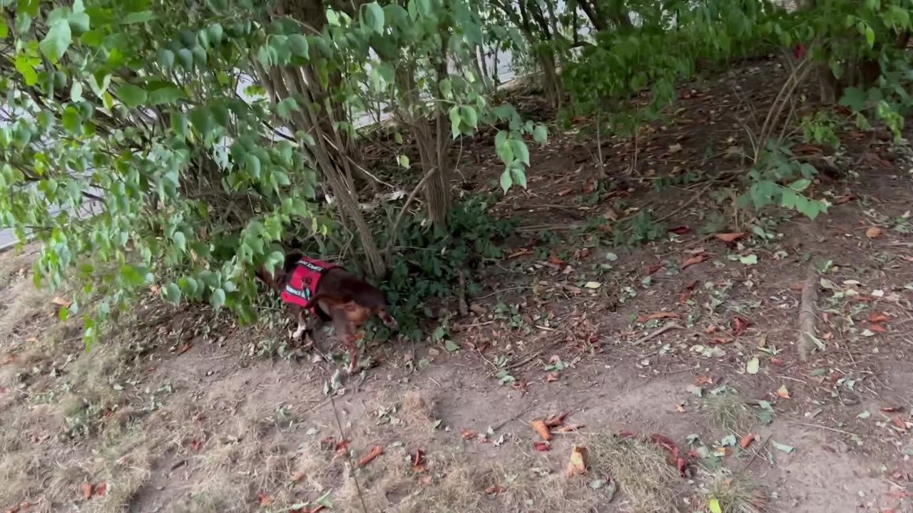 Pee Time