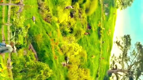 The lord of the rings .🎥❤️