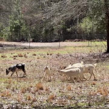 A few of our goats hang out on their own