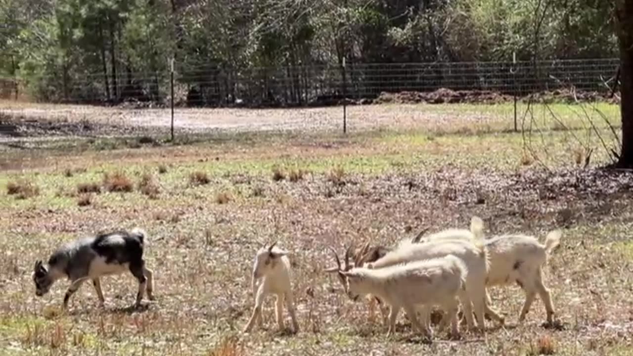 A few of our goats hang out on their own