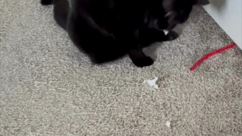Cute Precious Piper Has Fun with a Straw - Adopting a Cat from a Shelter Vlog #shorts