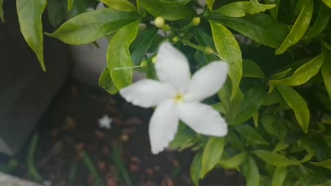 Green Escape | Exploring the Beauty of Indoor Houseplants