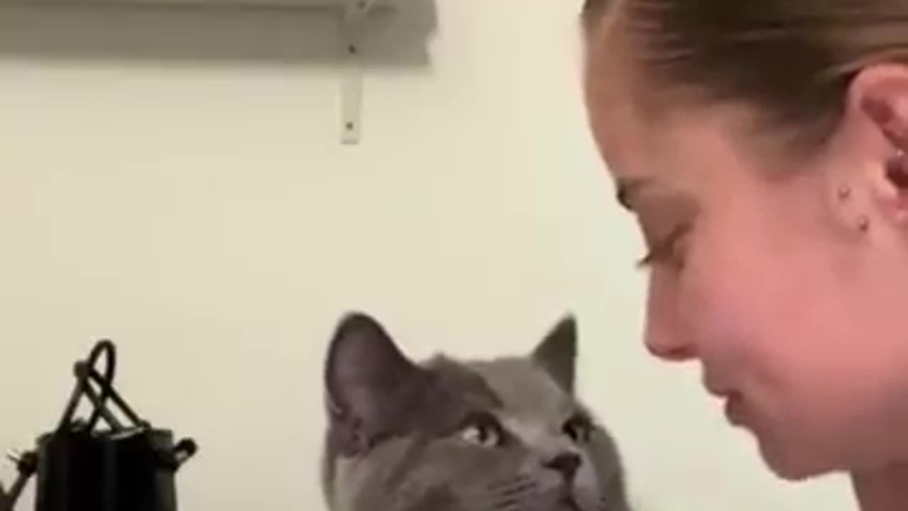 kitty